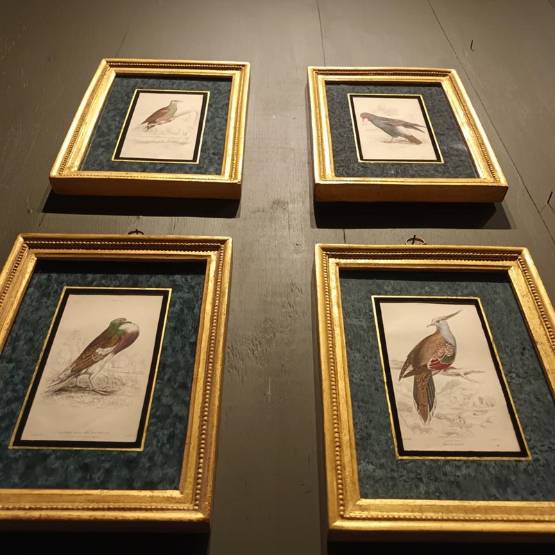 A Set Of Framed Bird Engravings By Edward Lear-tigers-decorative-20221121-143250-main-638049311597944005.jpg