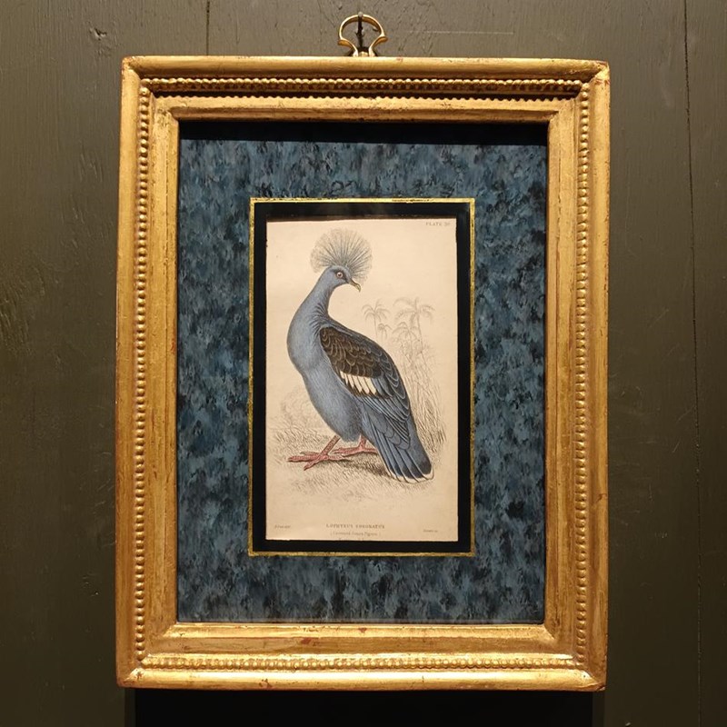 A Set Of  Framed Bird Engravings By Edward Lear-tigers-decorative-20221121-144344-main-638049306412593478.jpg