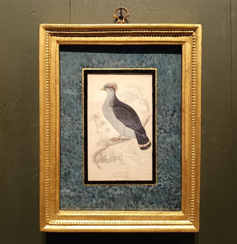 A Set Of  Framed Bird Engravings By Edward Lear-tigers-decorative-20221121-144556-main-638049306422749312.jpg