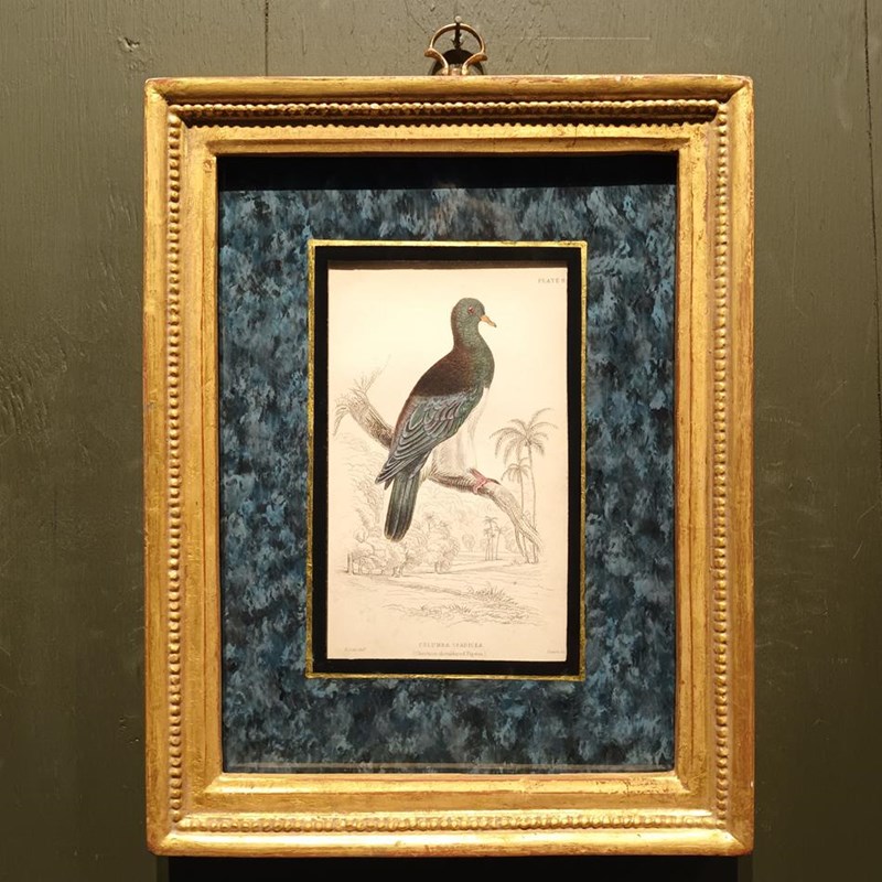 A Set Of  Framed Bird Engravings By Edward Lear-tigers-decorative-20221121-144632-main-638049306433089104.jpg