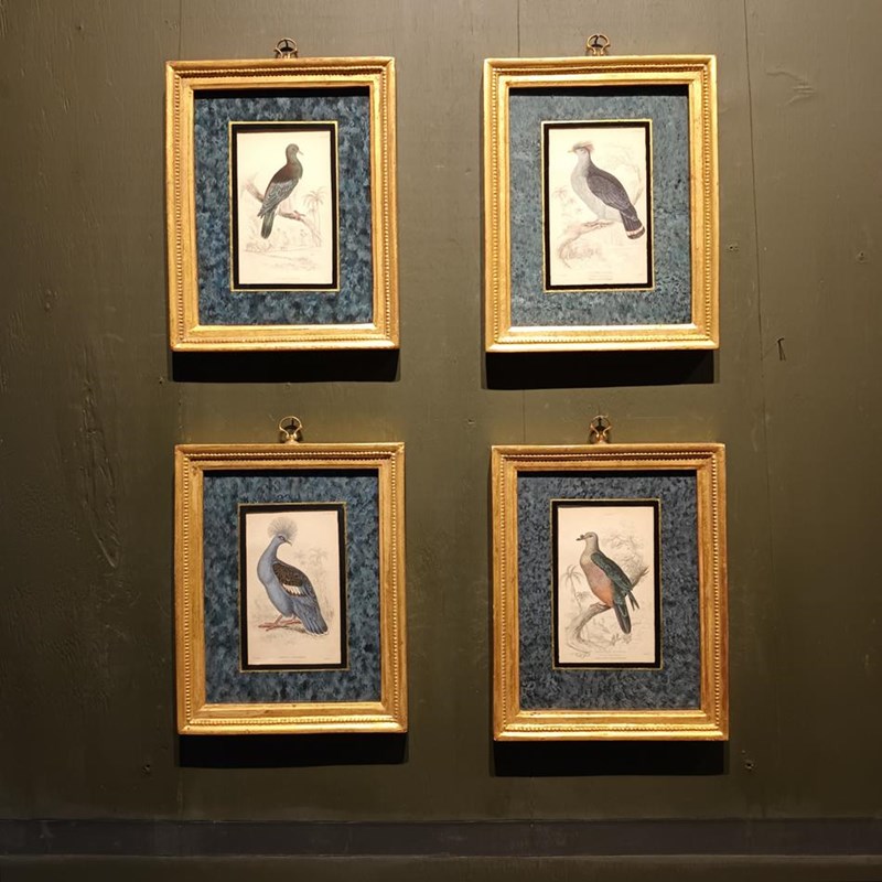 A Set Of  Framed Bird Engravings By Edward Lear-tigers-decorative-20221121-144733-main-638049306141659039.jpg
