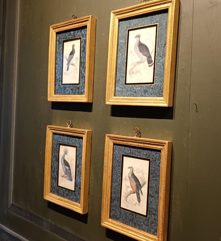 A Set Of  Framed Bird Engravings By Edward Lear-tigers-decorative-20221121-144802-main-638049306443686859.jpg