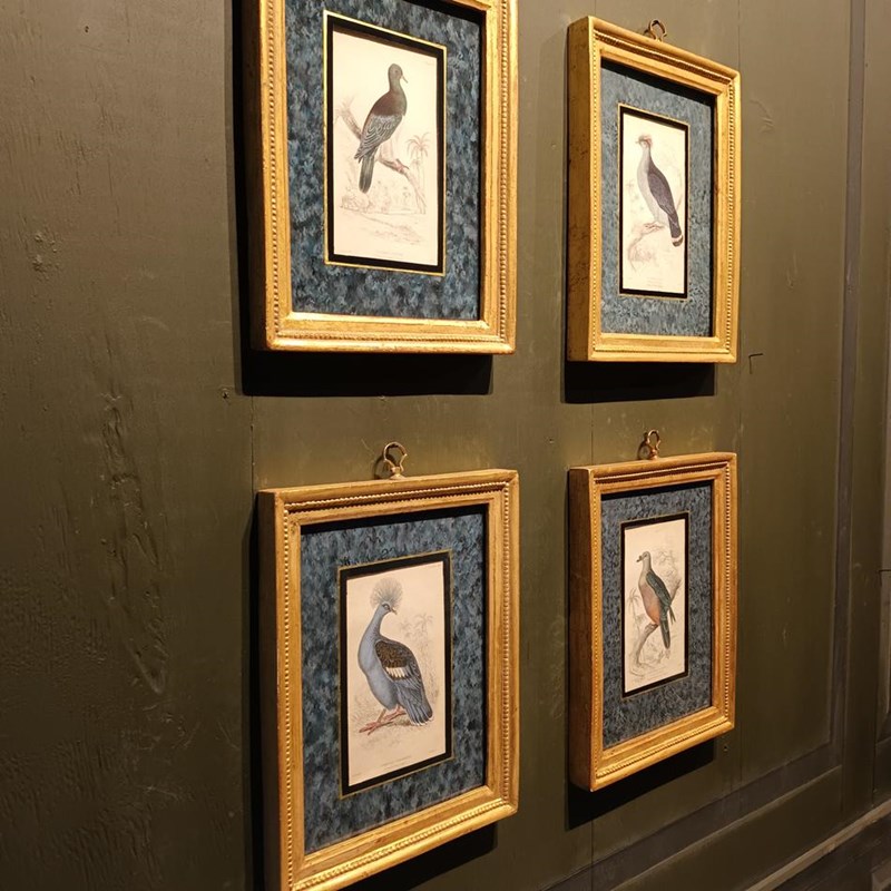 A Set Of  Framed Bird Engravings By Edward Lear-tigers-decorative-20221121-144811-main-638049307359434043.jpg