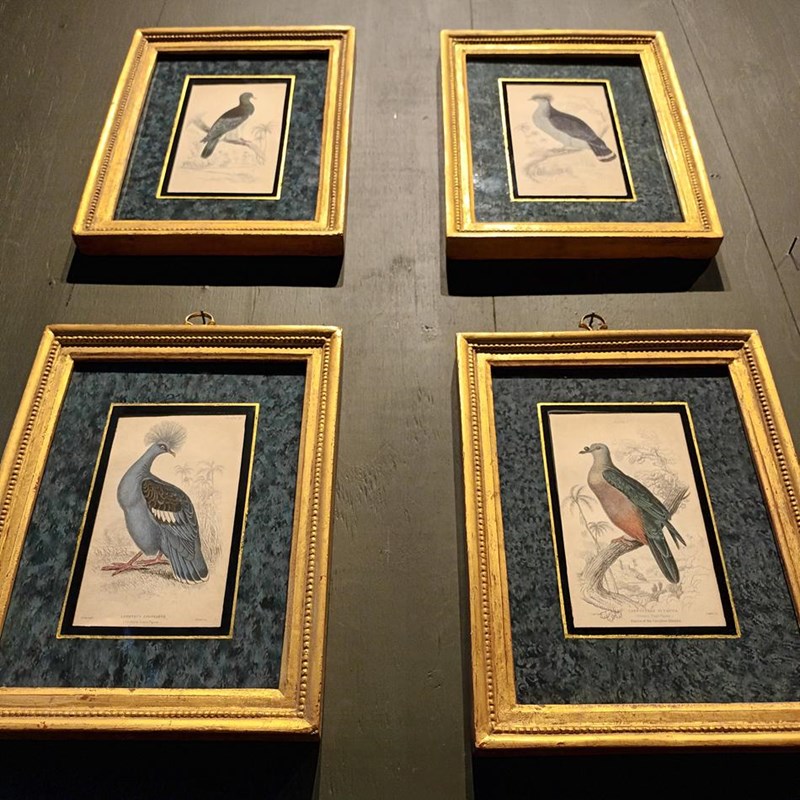 A Set Of  Framed Bird Engravings By Edward Lear-tigers-decorative-20221121-144923-main-638049306476518204.jpg