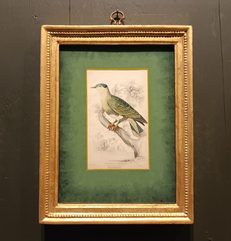 A Set Of Framed Bird Engravings By Edward Lear-tigers-decorative-20221125-115305-main-638050160940343469.jpg