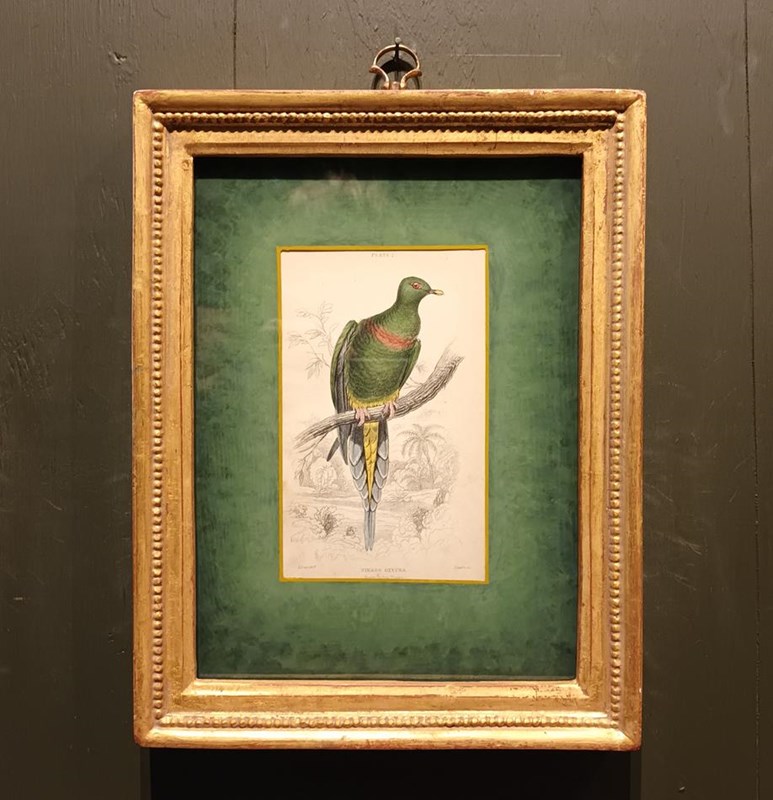 A Set Of Framed Bird Engravings By Edward Lear-tigers-decorative-20221125-115409-main-638050160962168759.jpg