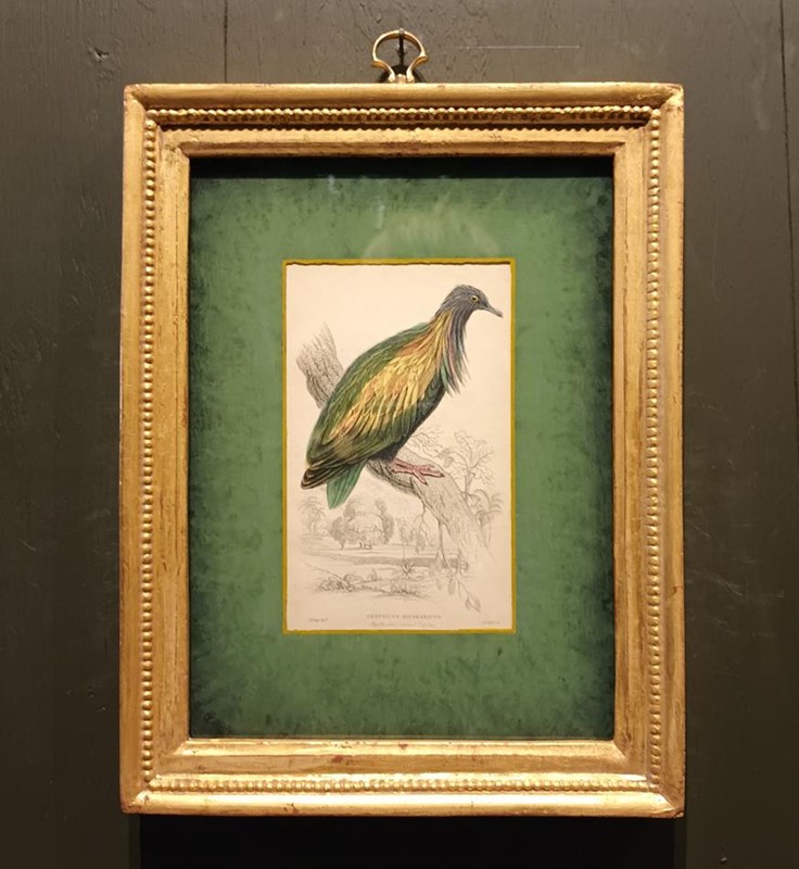 A Set Of Framed Bird Engravings By Edward Lear-tigers-decorative-20221125-115529-main-638050160999228798.jpg