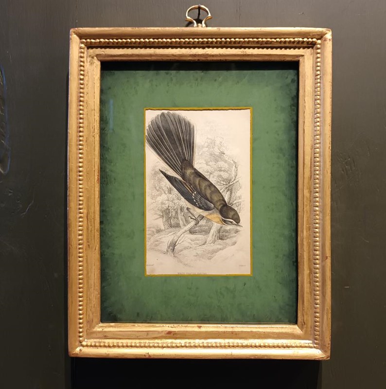A Set Of  Framed Bird Engravings By William Swainson-tigers-decorative-20221125-120941-main-638050171180061469.jpg