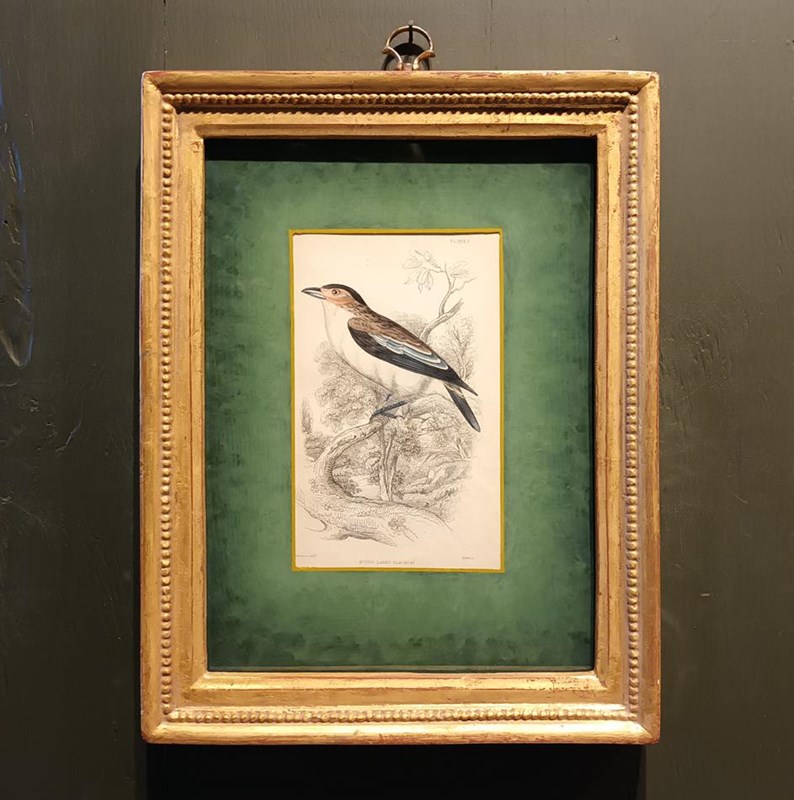 A Set Of  Framed Bird Engravings By William Swainson-tigers-decorative-20221125-121059-main-638050171225523306.jpg