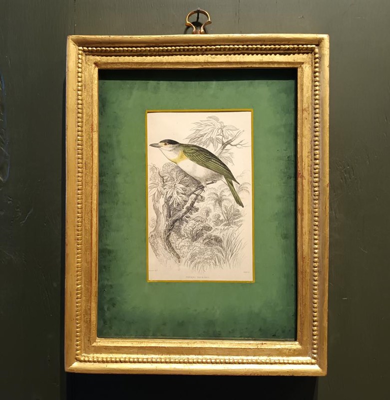 A Set Of  Framed Bird Engravings By William Swainson-tigers-decorative-20221125-121207-main-638050171249946258.jpg