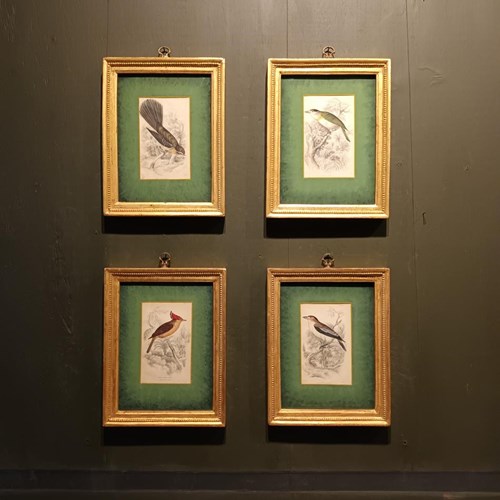 A Set Of  Framed Bird Engravings By William Swainson