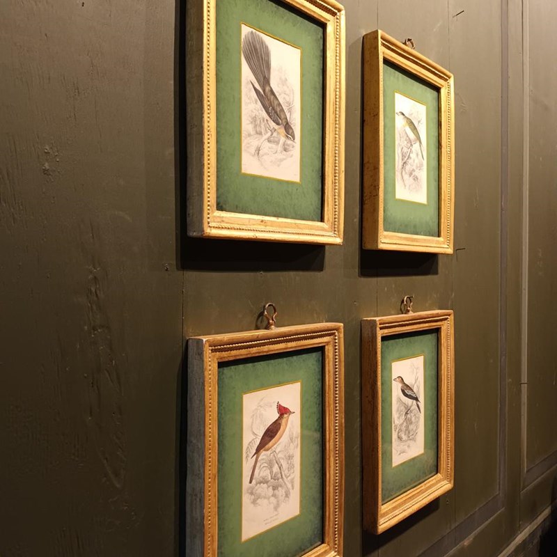 A Set Of  Framed Bird Engravings By William Swainson-tigers-decorative-20221125-121345-main-638050171288631134.jpg
