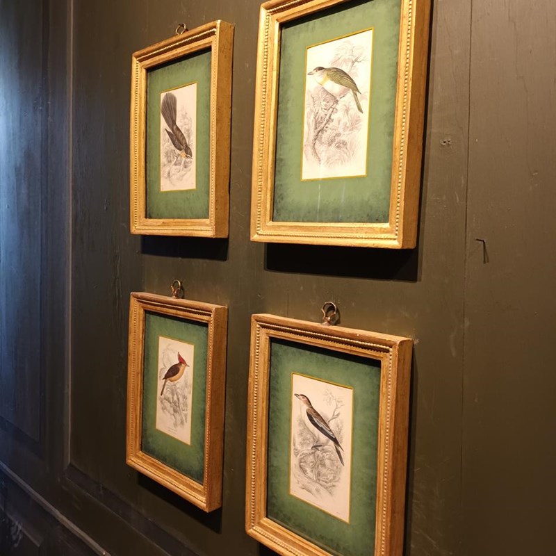 A Set Of  Framed Bird Engravings By William Swainson-tigers-decorative-20221125-121403-main-638050171312573166.jpg