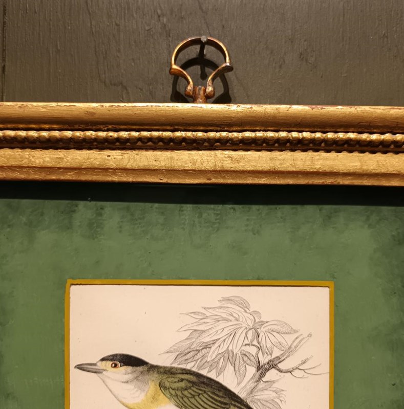 A Set Of  Framed Bird Engravings By William Swainson-tigers-decorative-20221125-121414-main-638050171340036267.jpg