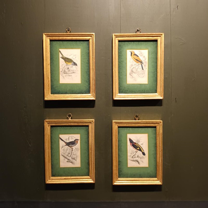A Set Of Framed Bird Engravings By William Swainson-tigers-decorative-20221125-123059-main-638050174400298387.jpg