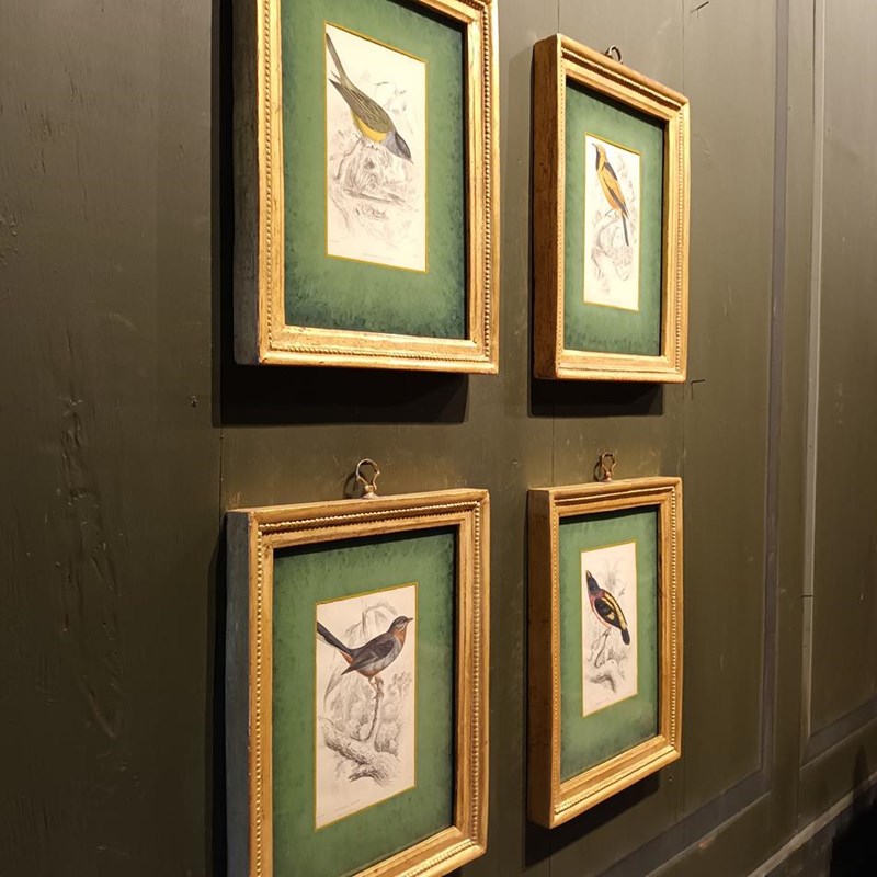 A Set Of Framed Bird Engravings By William Swainson-tigers-decorative-20221125-123135-main-638050174676560077.jpg