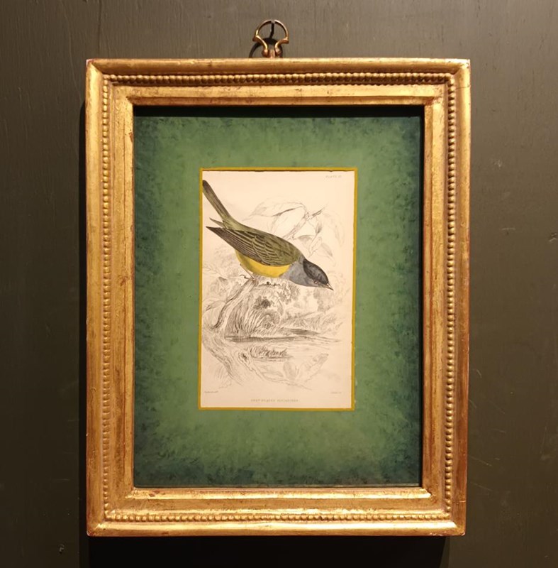 A Set Of Framed Bird Engravings By William Swainson-tigers-decorative-20221125-131731-main-638050174759375645.jpg
