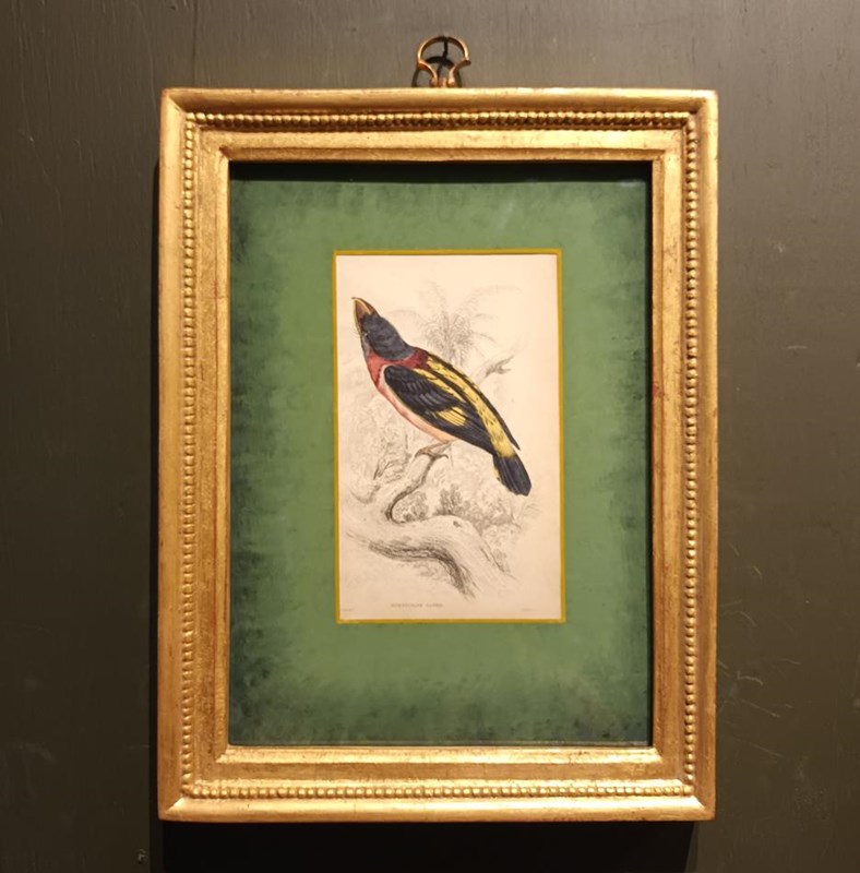 A Set Of Framed Bird Engravings By William Swainson-tigers-decorative-20221125-131840-main-638050174812793235.jpg