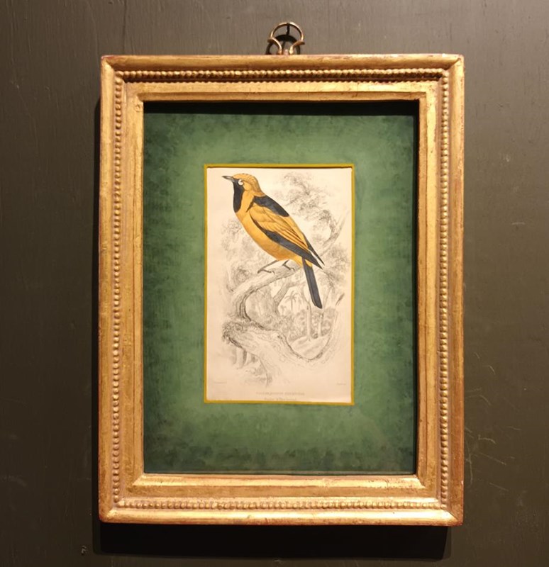 A Set Of Framed Bird Engravings By William Swainson-tigers-decorative-20221125-131902-main-638050174840137030.jpg
