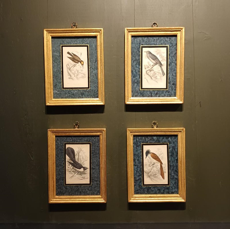 A Set Of Framed Bird Engravings By William Swainson-tigers-decorative-20221125-132549-main-638050165078044259.jpg