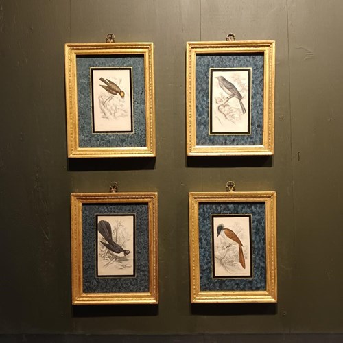 A Set Of Framed Bird Engravings By William Swainson