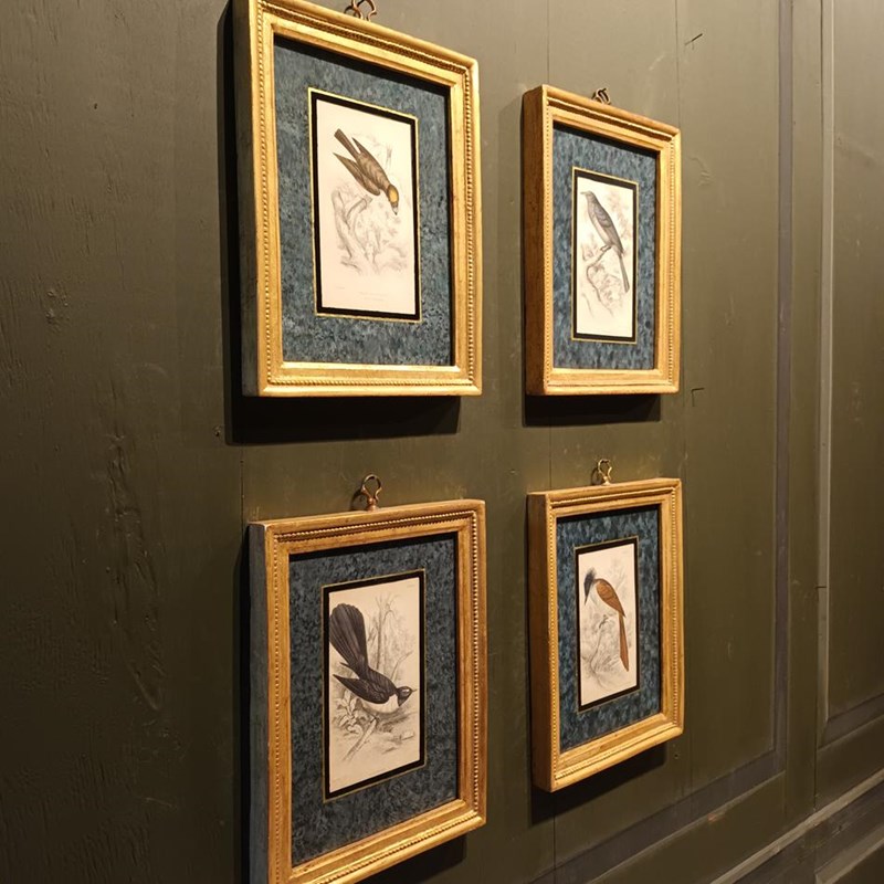 A Set Of Framed Bird Engravings By William Swainson-tigers-decorative-20221125-132632-main-638050165408239977.jpg