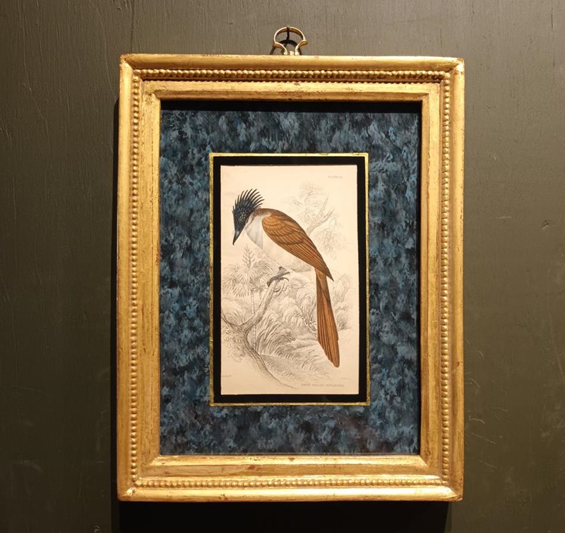 A Set Of Framed Bird Engravings By William Swainson-tigers-decorative-20221125-132844-main-638050165464946639.jpg