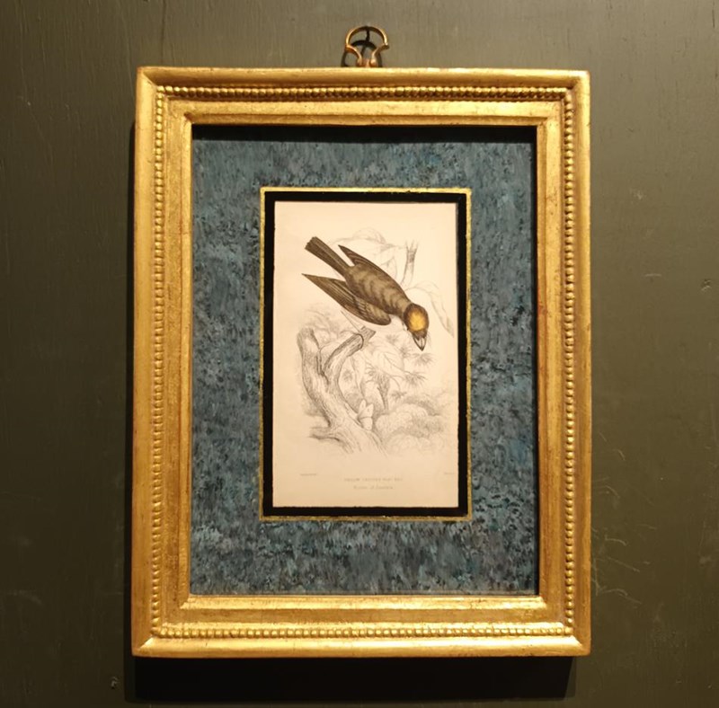 A Set Of Framed Bird Engravings By William Swainson-tigers-decorative-20221125-133007-main-638050165502884656.jpg