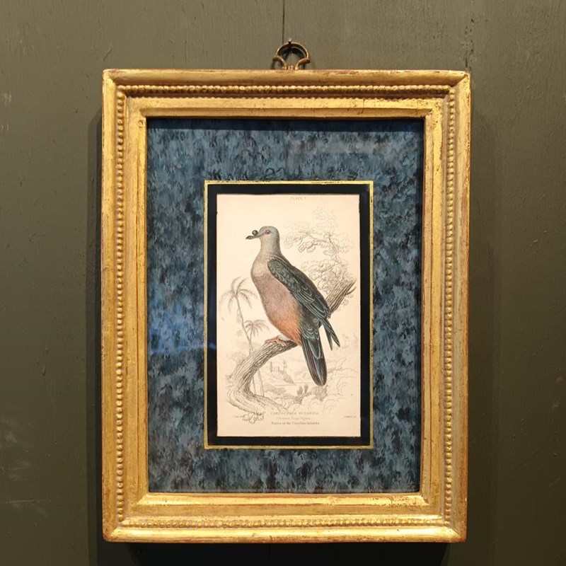 A Set Of  Framed Bird Engravings By Edward Lear-tigers-decorative-20221126-105745-main-638050957258036364.jpg