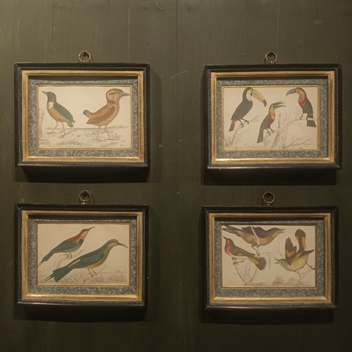 19Th Century Framed Bird Pictures