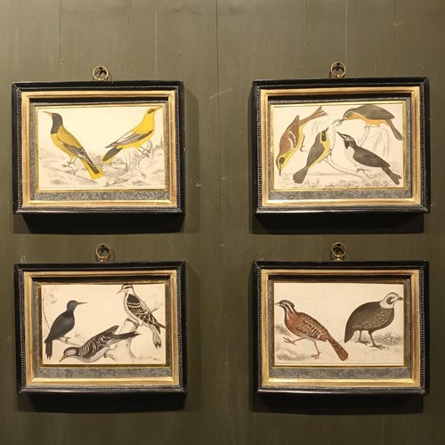 19Th Century Framed Bird Pictures