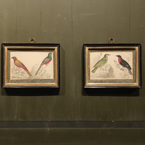 19Th Century Framed Bird Pictures