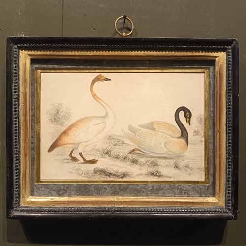 19Th Century Framed Swan Picture