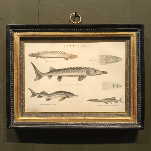 19Th Century Framed Fish Picture