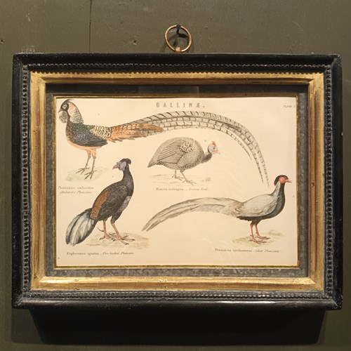 19Th Century Framed Pheasants Picture