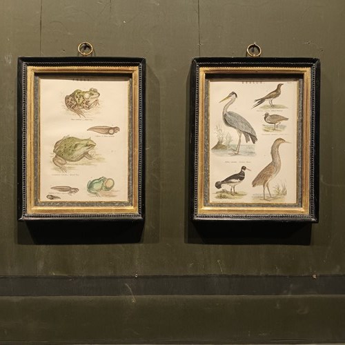 19Th Century Framed Bird And Frog Pictures