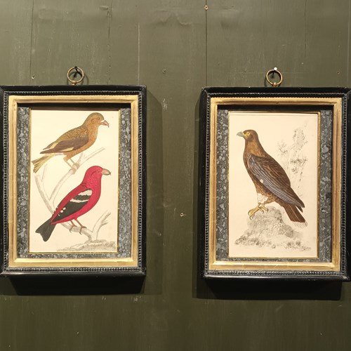 19Th Century Framed Bird Pictures