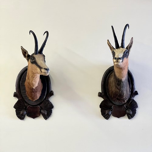 Pair Of Large Mounted Black Forest Chamois Taxidermy