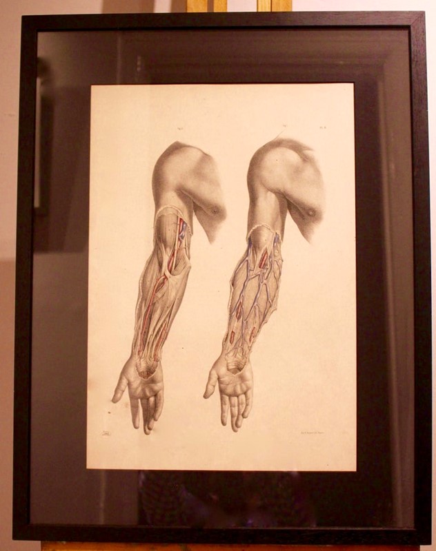 Anatomical Study by Joseph Maclise Circa 1851-tinker-toad-img-9414-master-main-637031978736865845.jpg
