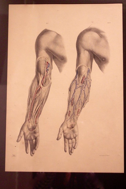 Anatomical Study by Joseph Maclise Circa 1851-tinker-toad-img-9415-master-main-637031978201243734.jpg