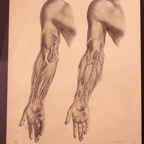 Anatomical Study By Joseph Maclise Circa 1851