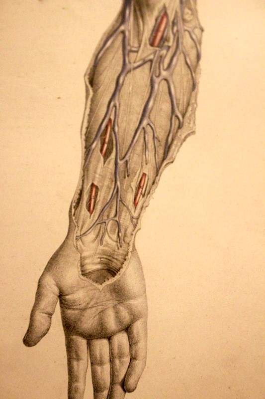 Anatomical Study by Joseph Maclise Circa 1851-tinker-toad-img-9423-master-main-637031979812327443.jpg