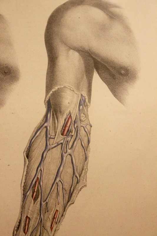 Anatomical Study by Joseph Maclise Circa 1851-tinker-toad-img-9424-master-main-637031979925921537.jpg