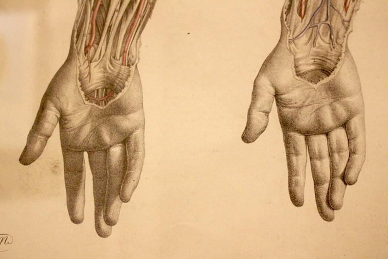Anatomical Study by Joseph Maclise Circa 1851-tinker-toad-img-9425-master-main-637031980139356588.jpg
