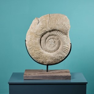 Giant Titanites Ammonite Fossil On ...