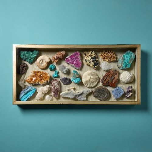 Collection Of Natural History Specimens In Antique Case