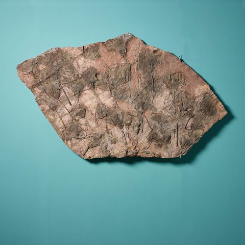 Monumental Plate-Like Fossilised Crinoid