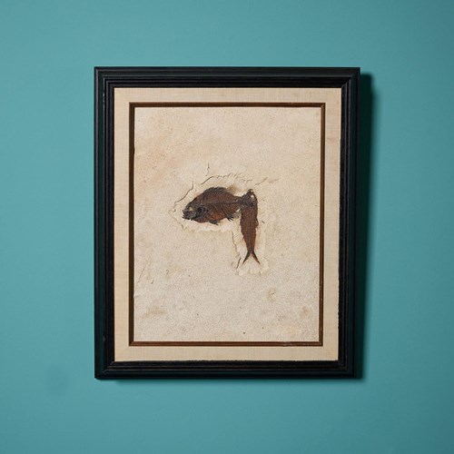 Reclaimed Limestone Fossil Fish Panel In Frame