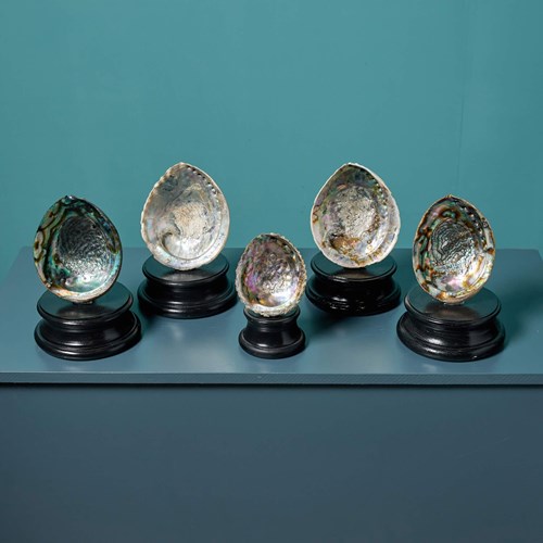 Collection Of Large Abalone Shell Specimens