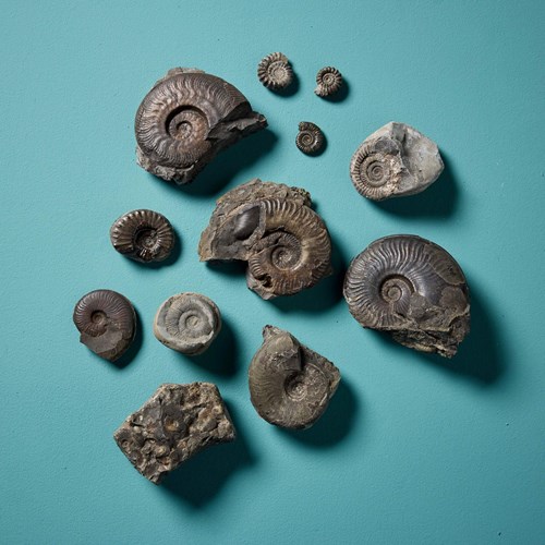 Collection Of 12 Natural Prehistoric English Ammonite Fossils